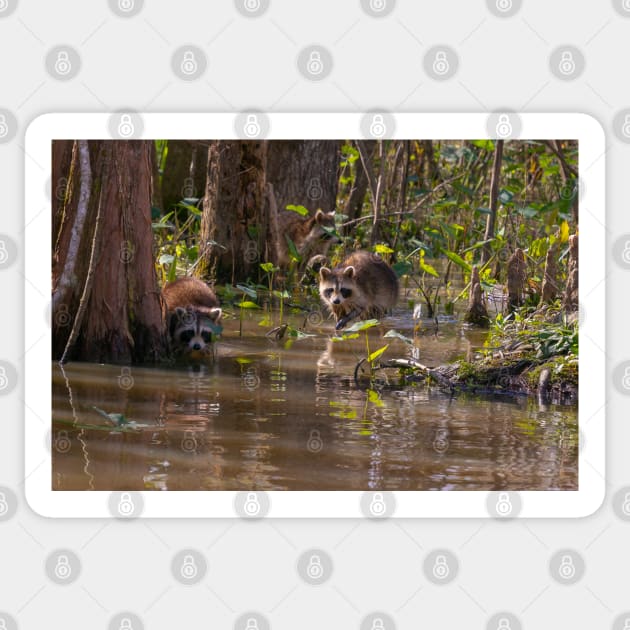 Raccoons on the Louisiana Bayou Sticker by SafariByMarisa